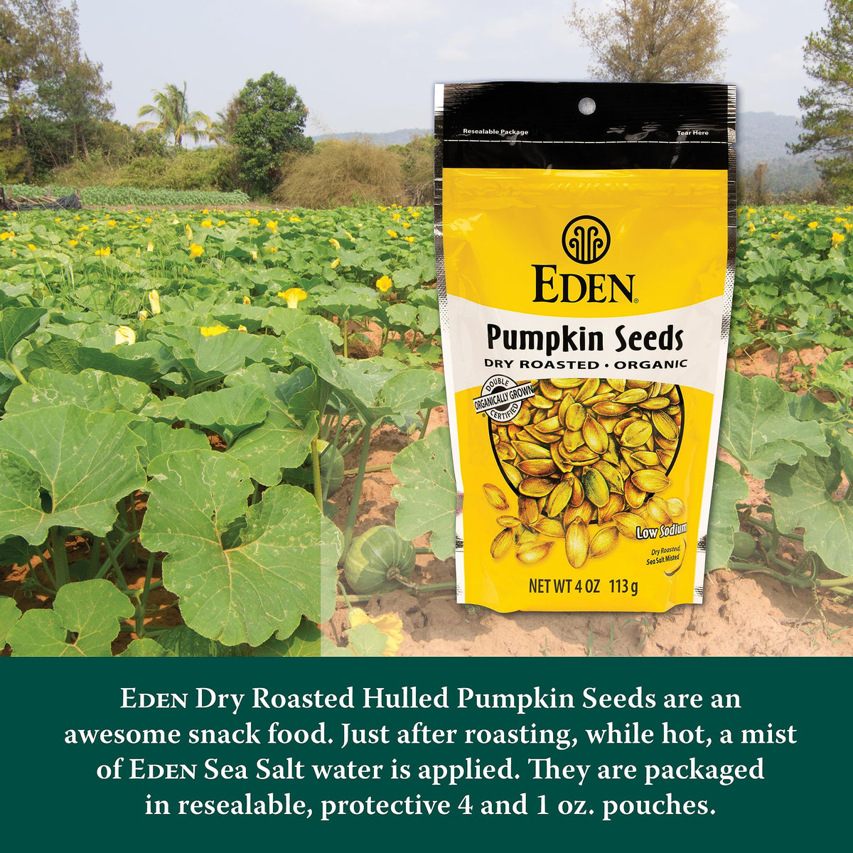 Eden Organic Pumpkin Seeds, Shelled – Dry Roasted & Lightly Sea Salted, 4 oz (6-Pack)