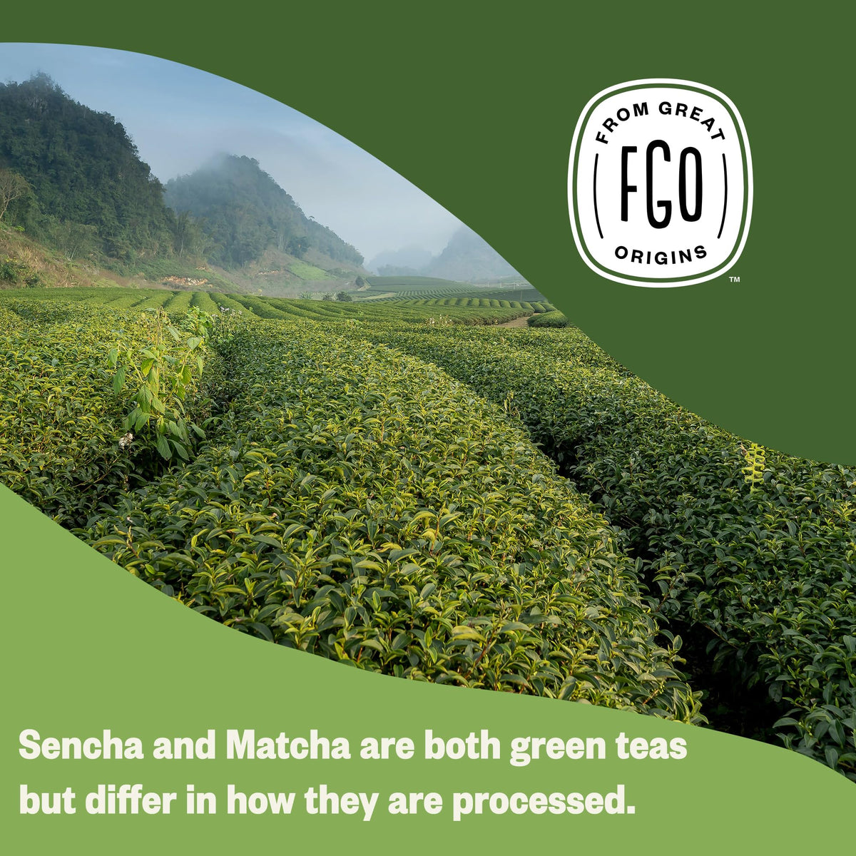 FGO Organic Japanese Matcha + Green Tea | 100 Eco-Conscious Tea Bags | Resealable Kraft Bag (Pack of 1)