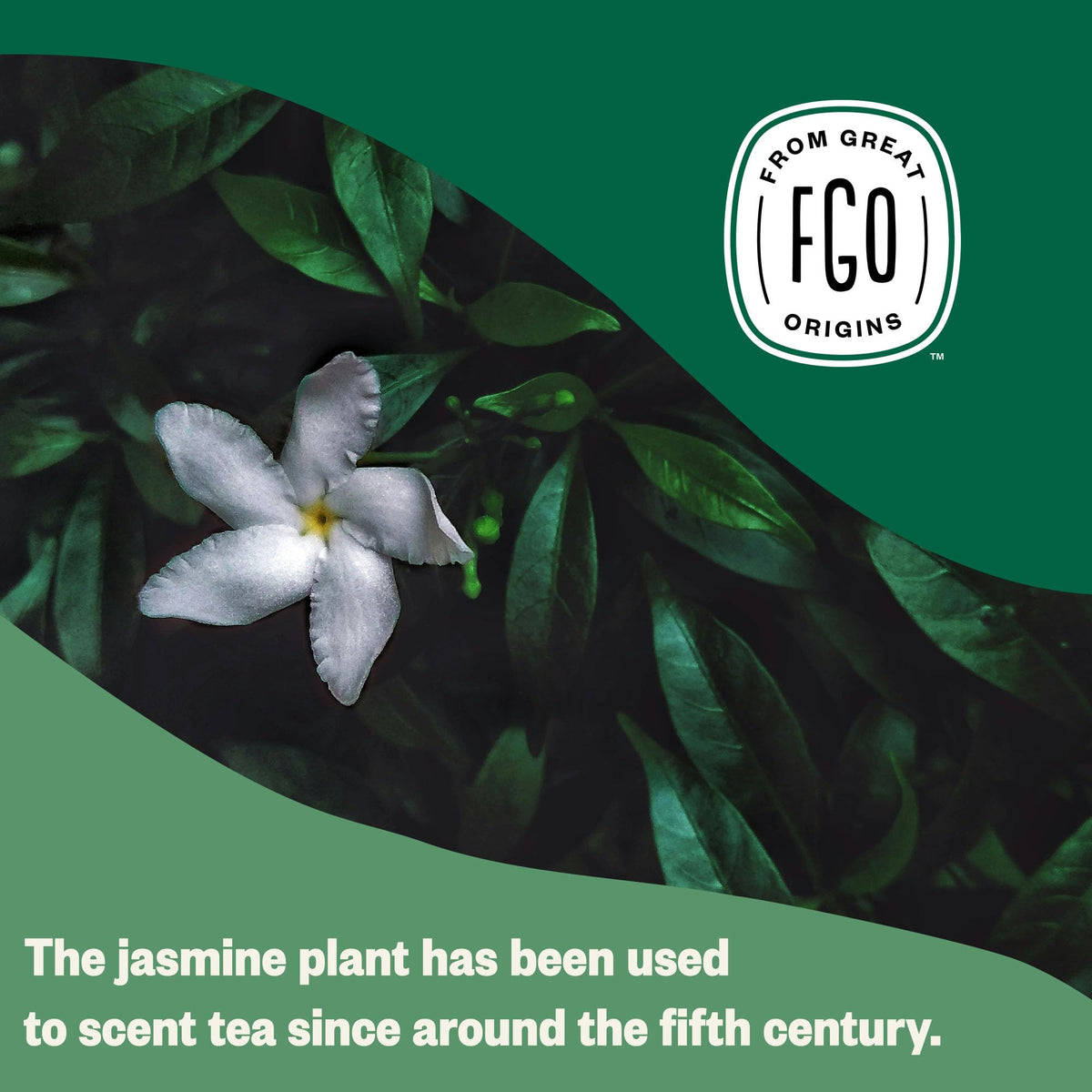 FGO Organic Jasmine Green Tea – 100 Count, Eco-Conscious Tea Bags, Resealable Bag