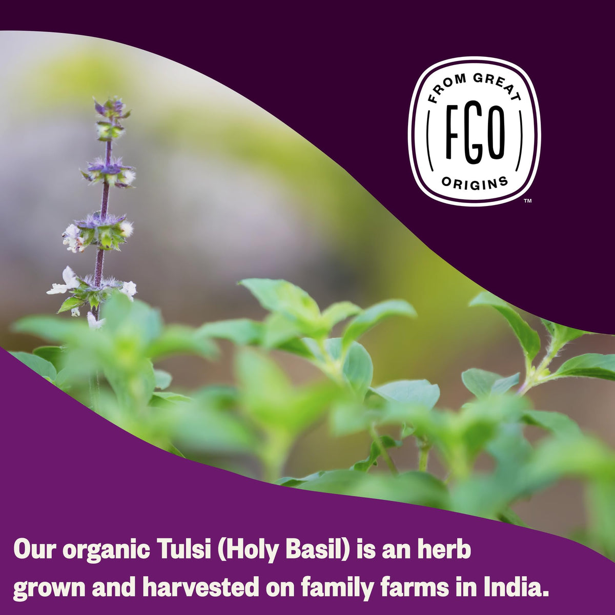 FGO Organic Tulsi Holy Basil Tea | 100 Count, Eco-Conscious Tea Bags, Caffeine Free, Resealable Bag
