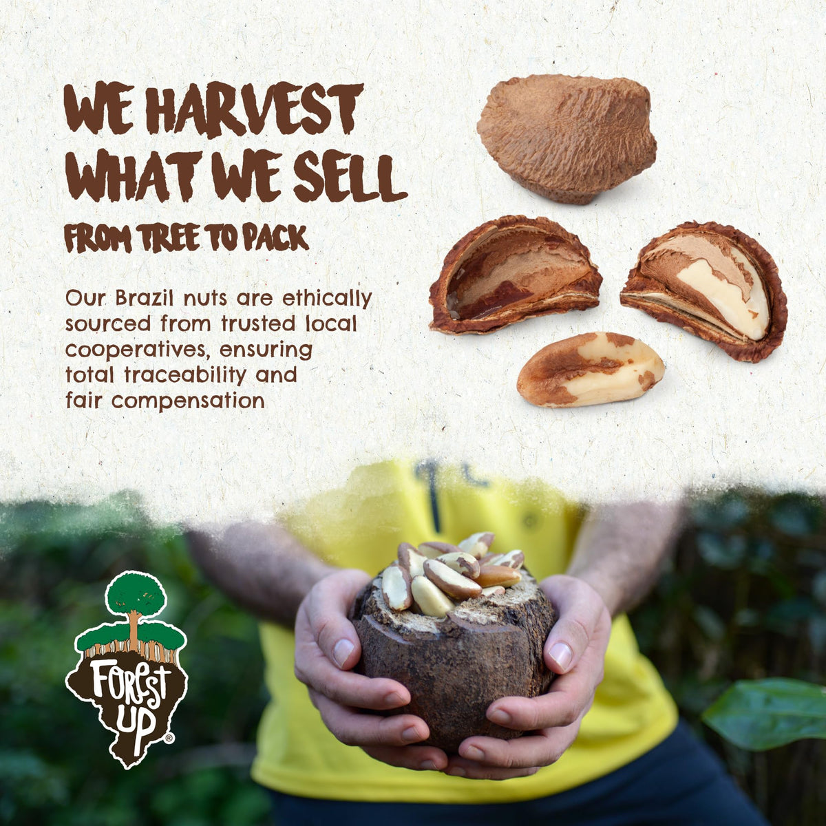 Snack The True Organic Brazil Nuts 15 oz – Raw & Unsalted – Kosher – Vegan & Gluten Free | Floresta em Pé | Forest Up