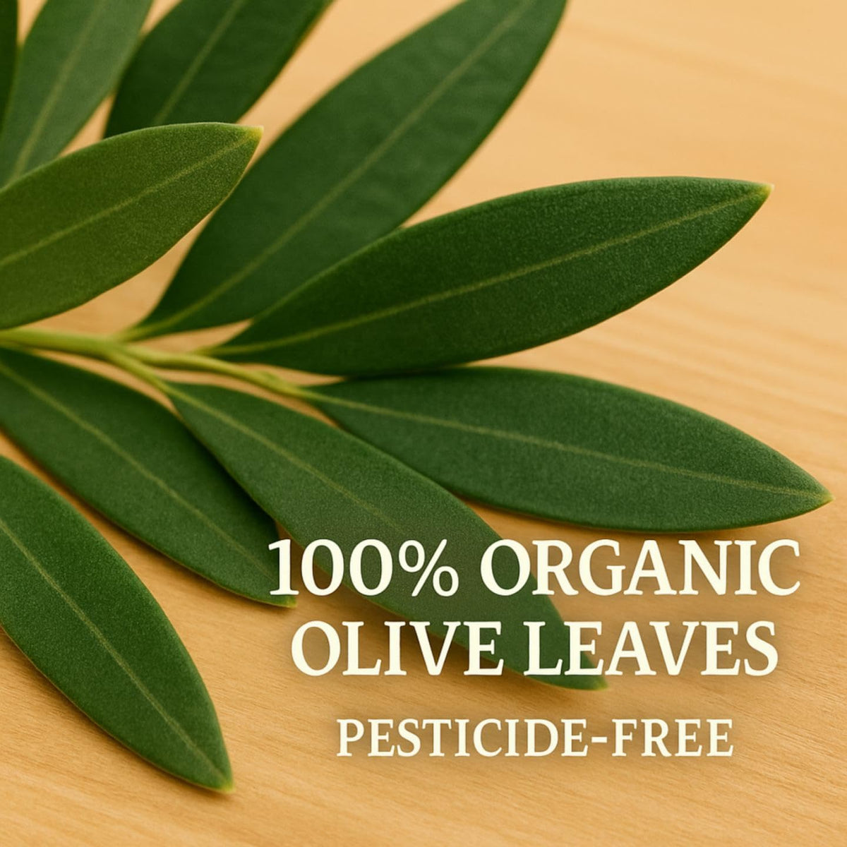 For Vitality Organic Olive Leaf Tea — 60 Tea Bags, 120 Servings