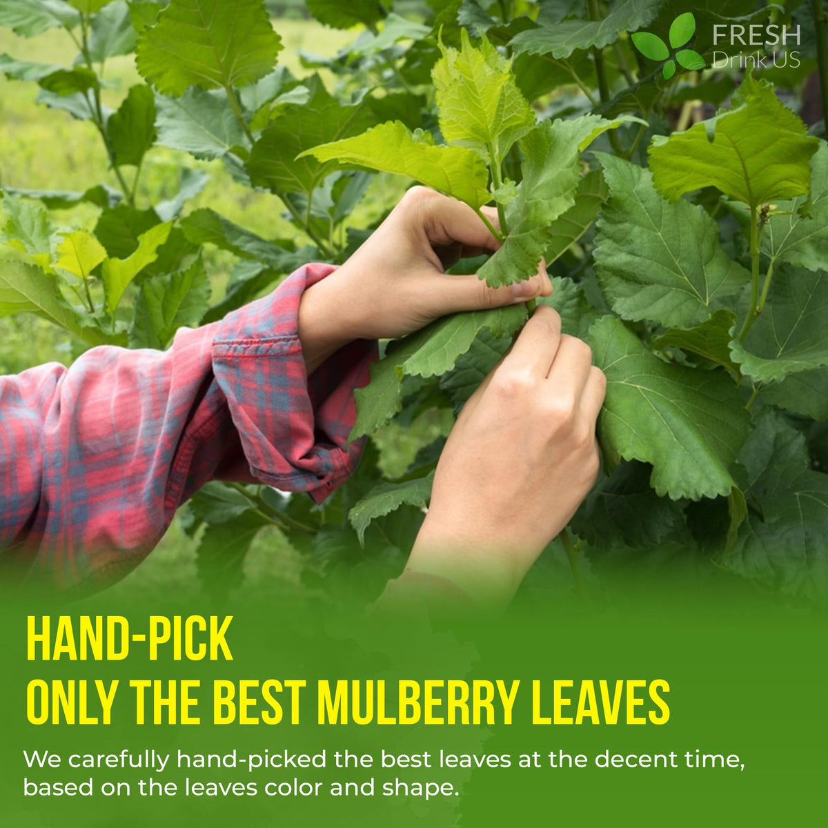 FreshDrinkUS Mulberry Leaf Tea Bags – 120 Count, 100% Natural & Caffeine-Free Herbal Tea