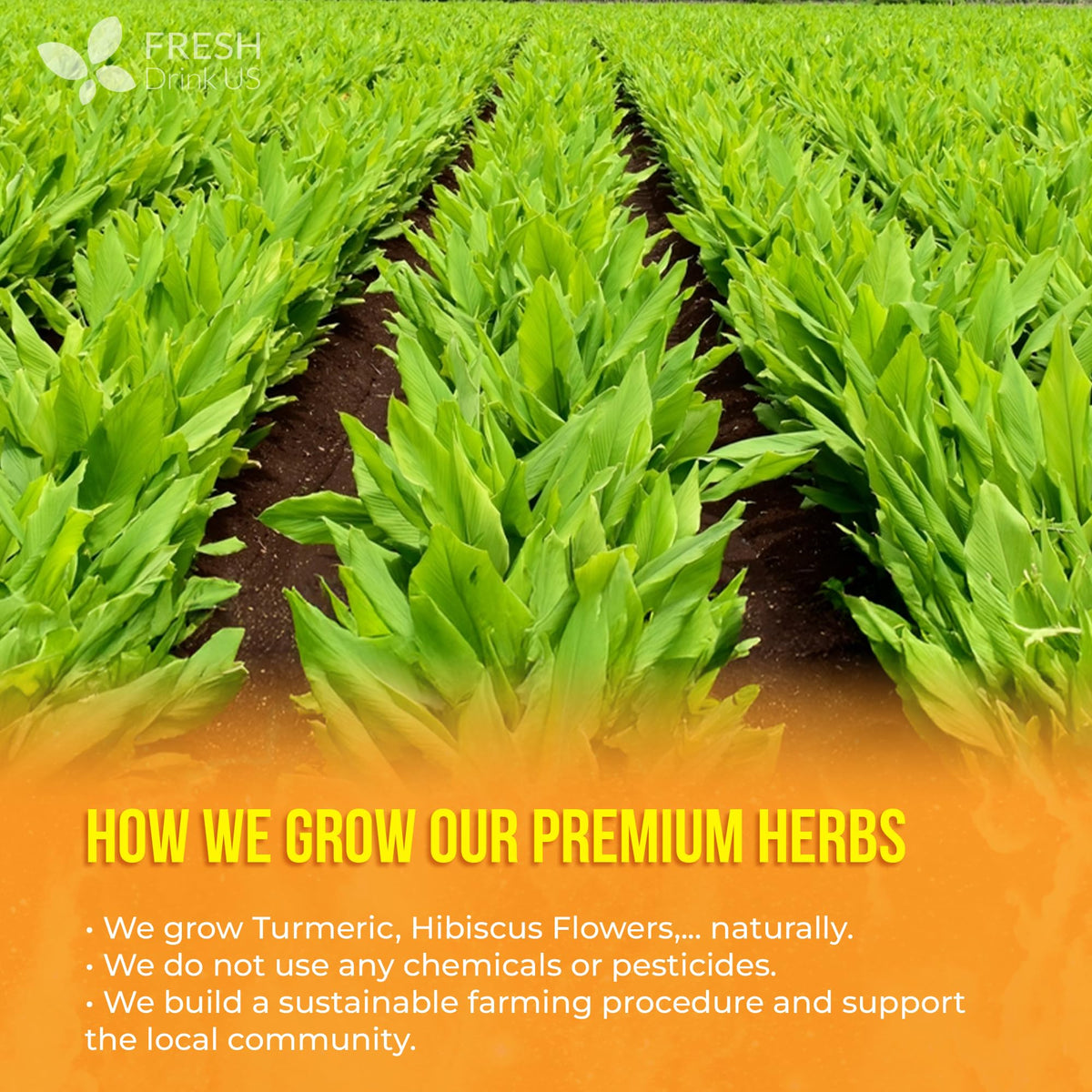 FreshDrinkUS Premium Harmony Herbal Tea – 60 Caffeine-Free Tea Bags