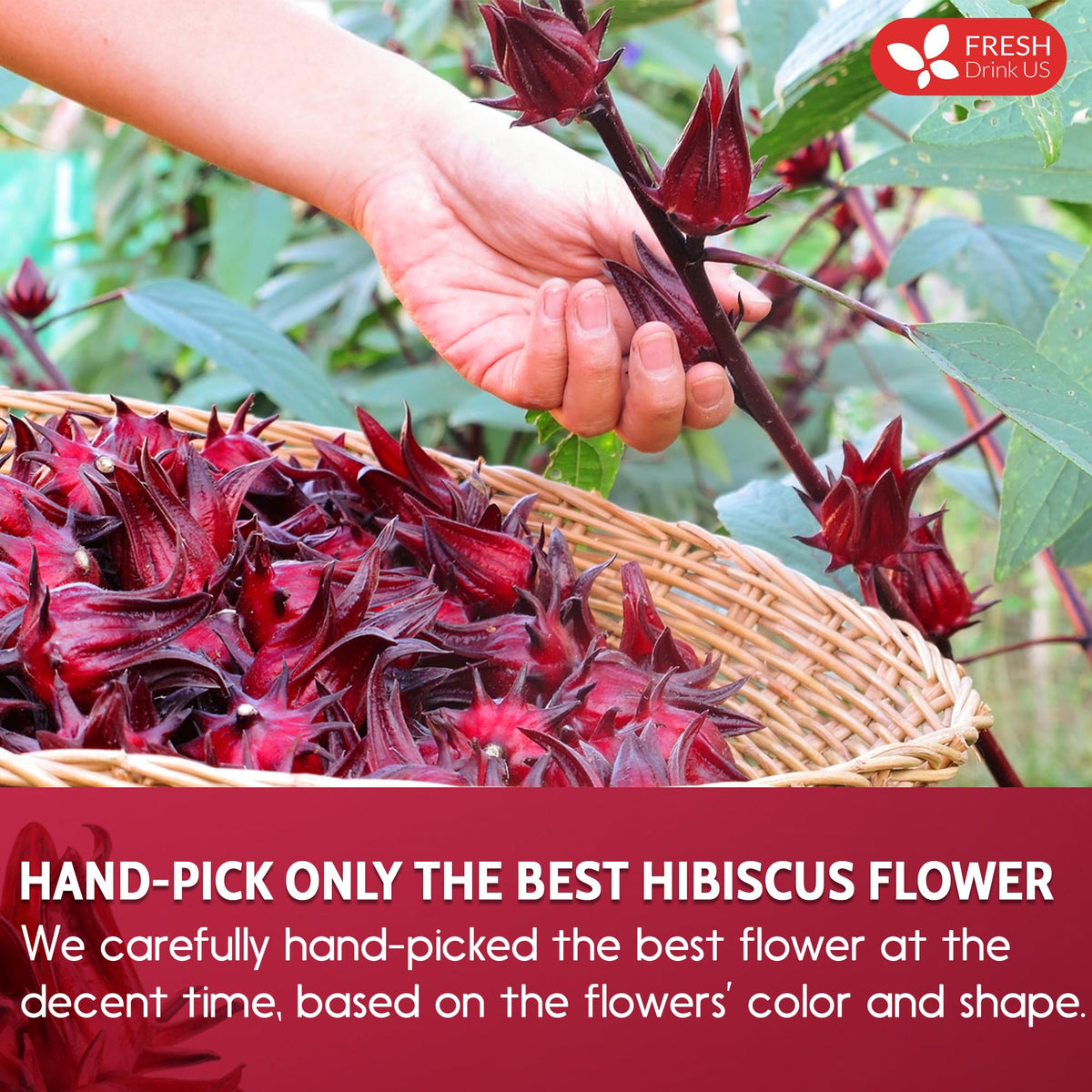 FreshDrinkUS Premium Hibiscus Flower Powder 28oz – 100% Natural, Gluten-Free, Vegan