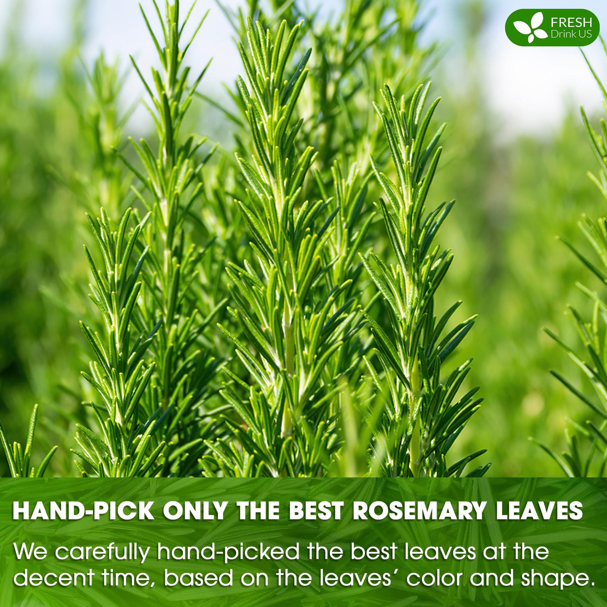 FRESHDRINKUS Premium Rosemary Leaf Tea Bags – 100% Natural
