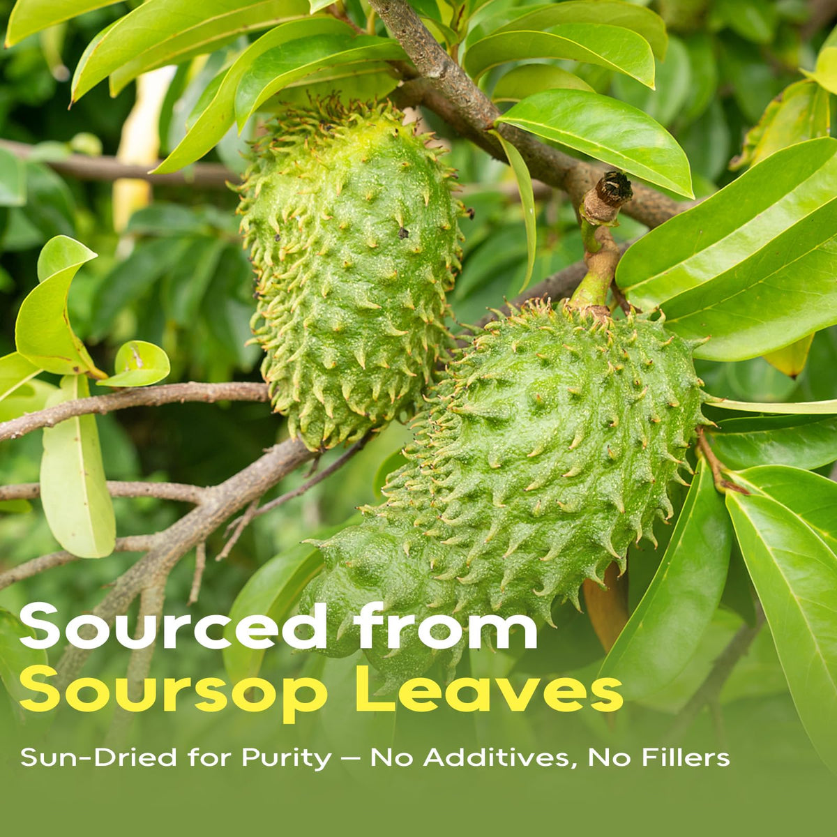 FullChea Soursop Leaves Tea Bags – 80 Count, Non-GMO, Caffeine-Free