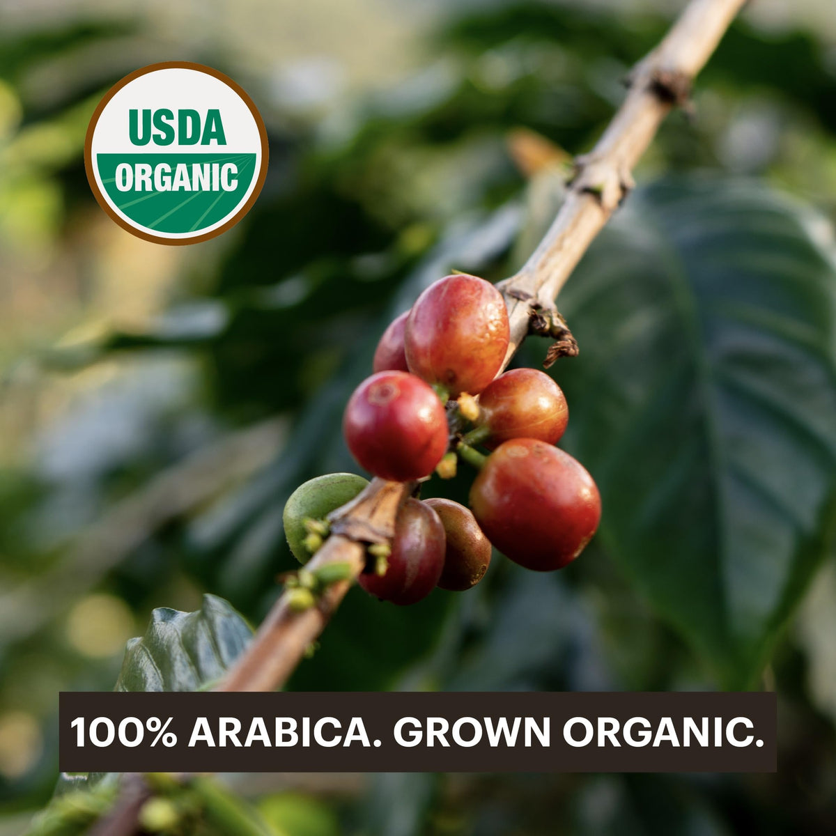 G Grana Decaf Coffee Pods – Nespresso OriginalLine Compatible, 40 Count, Dark Roast, USDA Organic 100% Arabica, Compostable Capsules