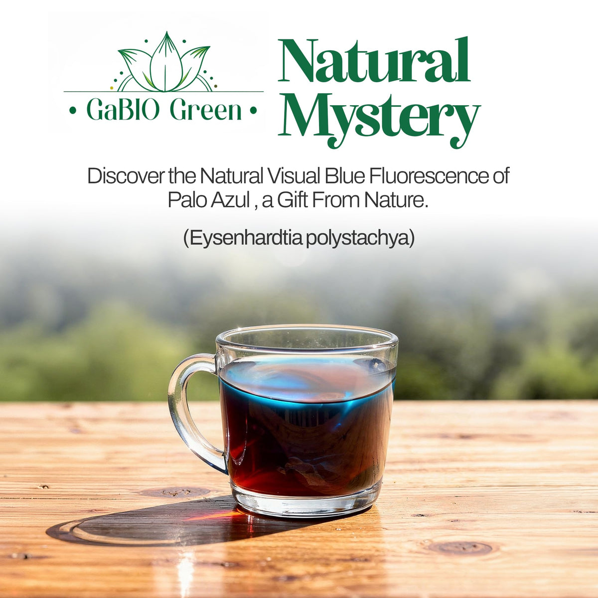 Gabio Green Palo Azul Tea Kidneywood – 1 lb Blue Stick Traditional Mexican Infusion