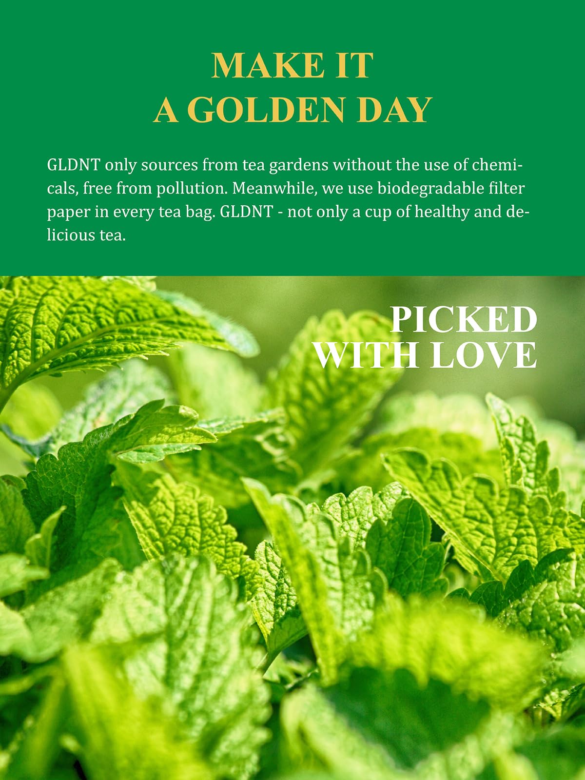 GLDNT Organic Lemon Balm Tea Bags – Caffeine-Free Herbal Tea, 100 Count