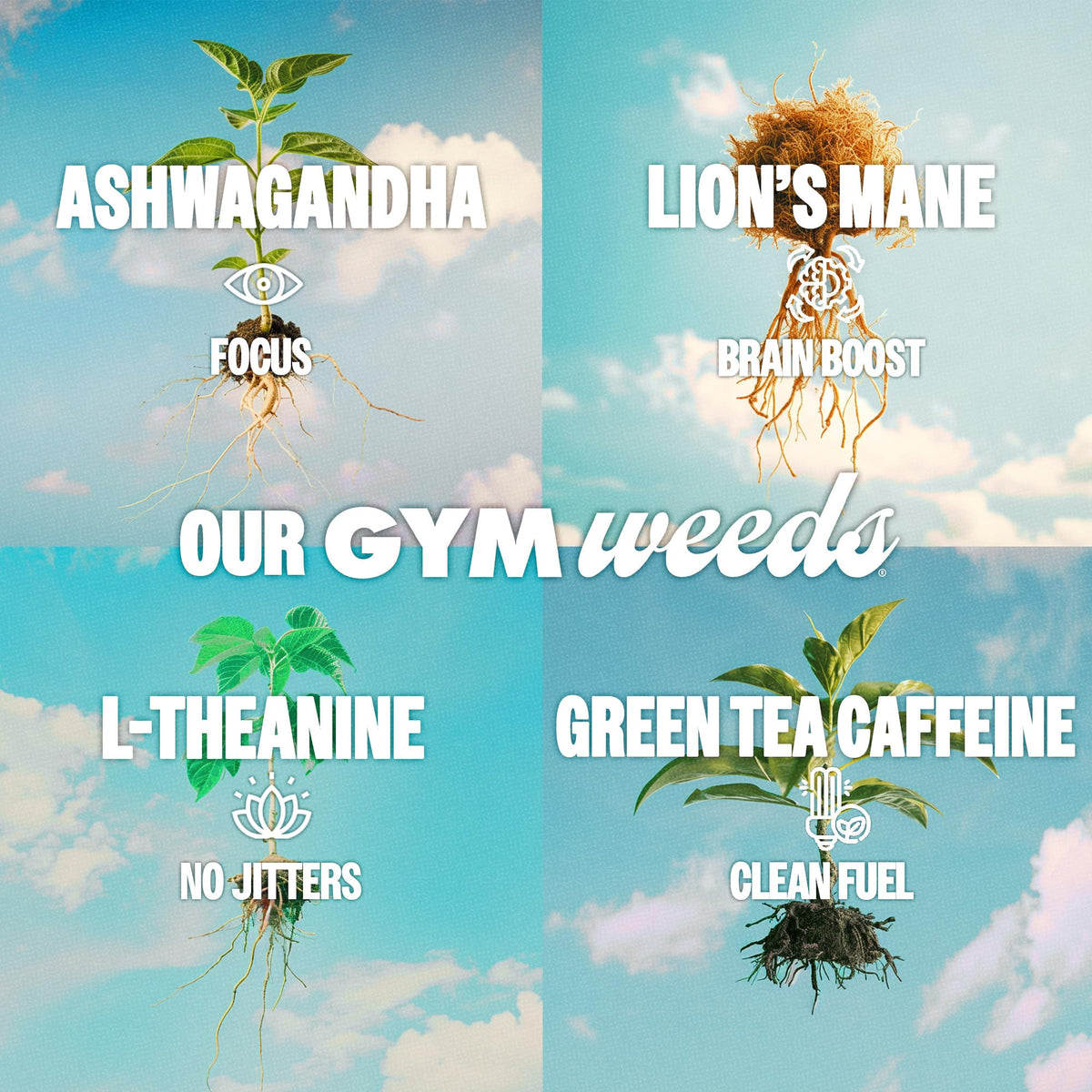 GYM WEED Athletic Focus Drink (12-pack) – KSM-66 Ashwagandha, Lion’s Mane, L-Theanine, Green Tea Caffeine