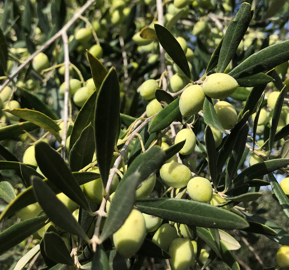 Gypsy Farms High Mountain Organic EVOO — Single-Estate Greek Olive Oil, First Cold-Pressed 500ml