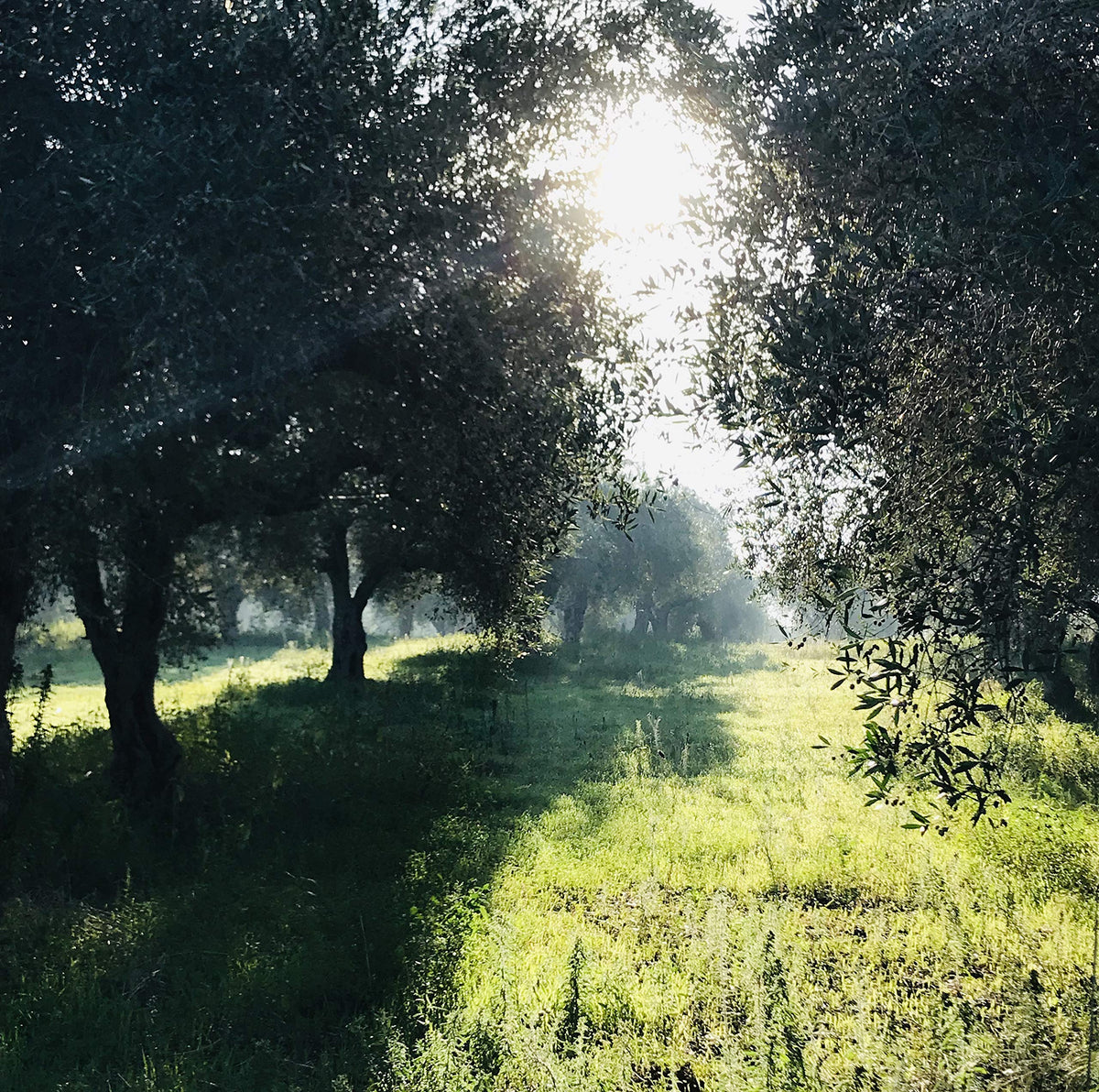 Gypsy Farms High Mountain Organic EVOO — Single-Estate Greek Olive Oil, First Cold-Pressed 500ml