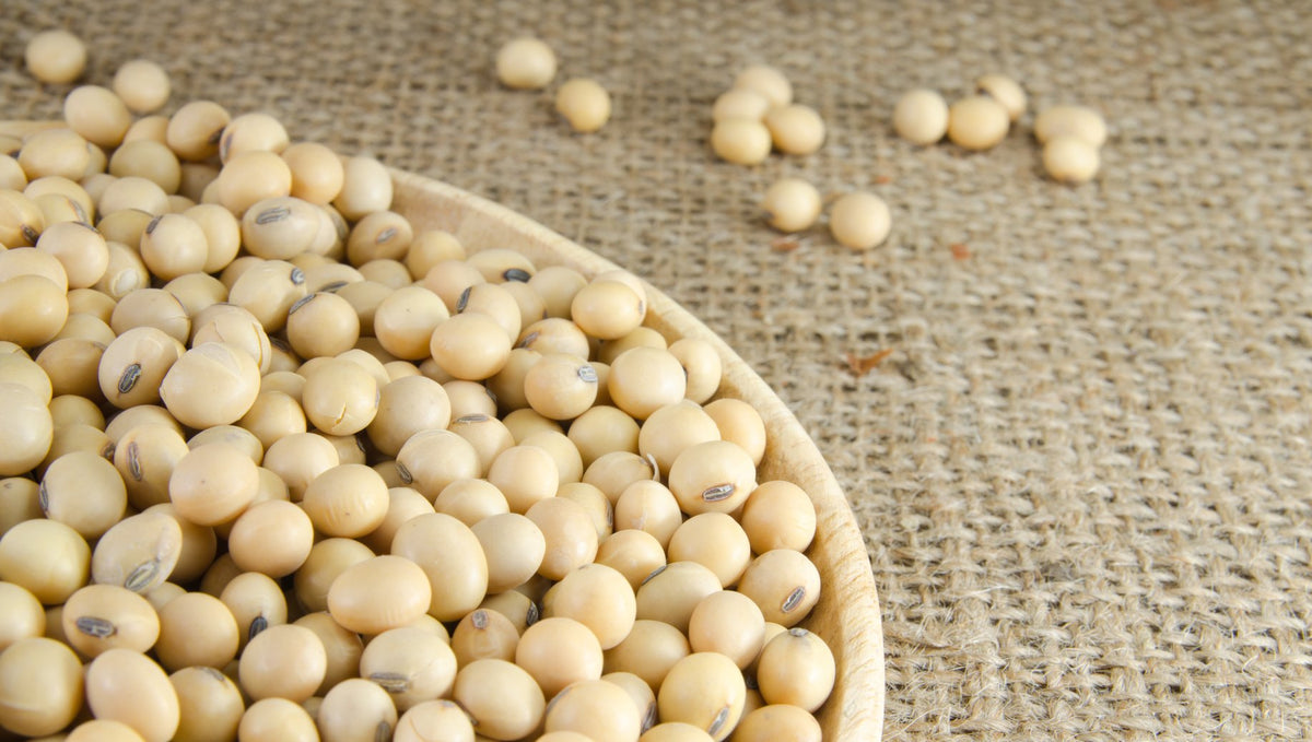Hunza Organic Soybeans (5 lbs) – Plant-Based Protein, USDA Organic, Non-GMO