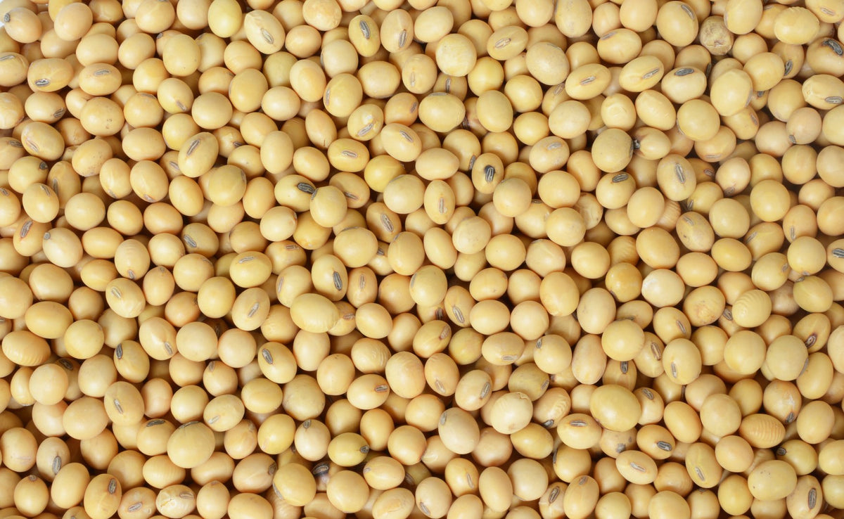 Hunza Organic Soybeans (5 lbs) – Plant-Based Protein, USDA Organic, Non-GMO