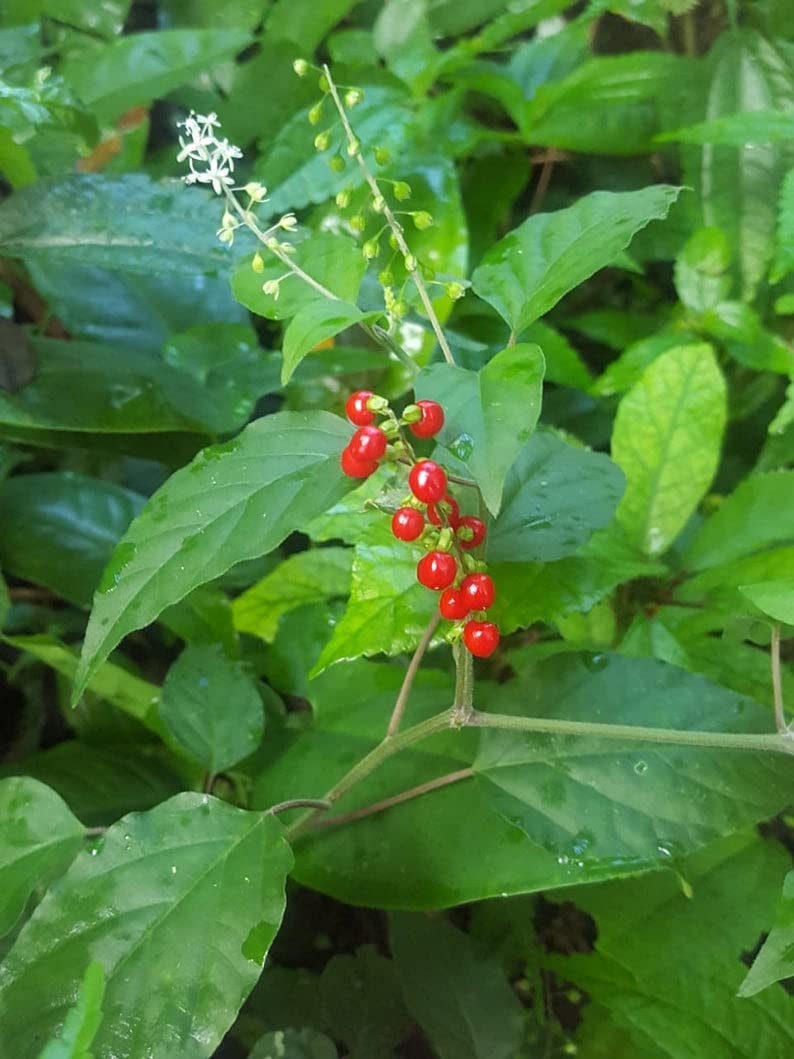 Jahno Herbs Jamaican Dog Blood Herb (Fertility Bush) Rivinia Humilis — Wildcrafted Tea