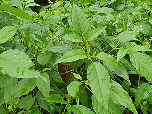 Jahno Herbs Jamaican Dog Blood Herb (Fertility Bush) Rivinia Humilis — Wildcrafted Tea