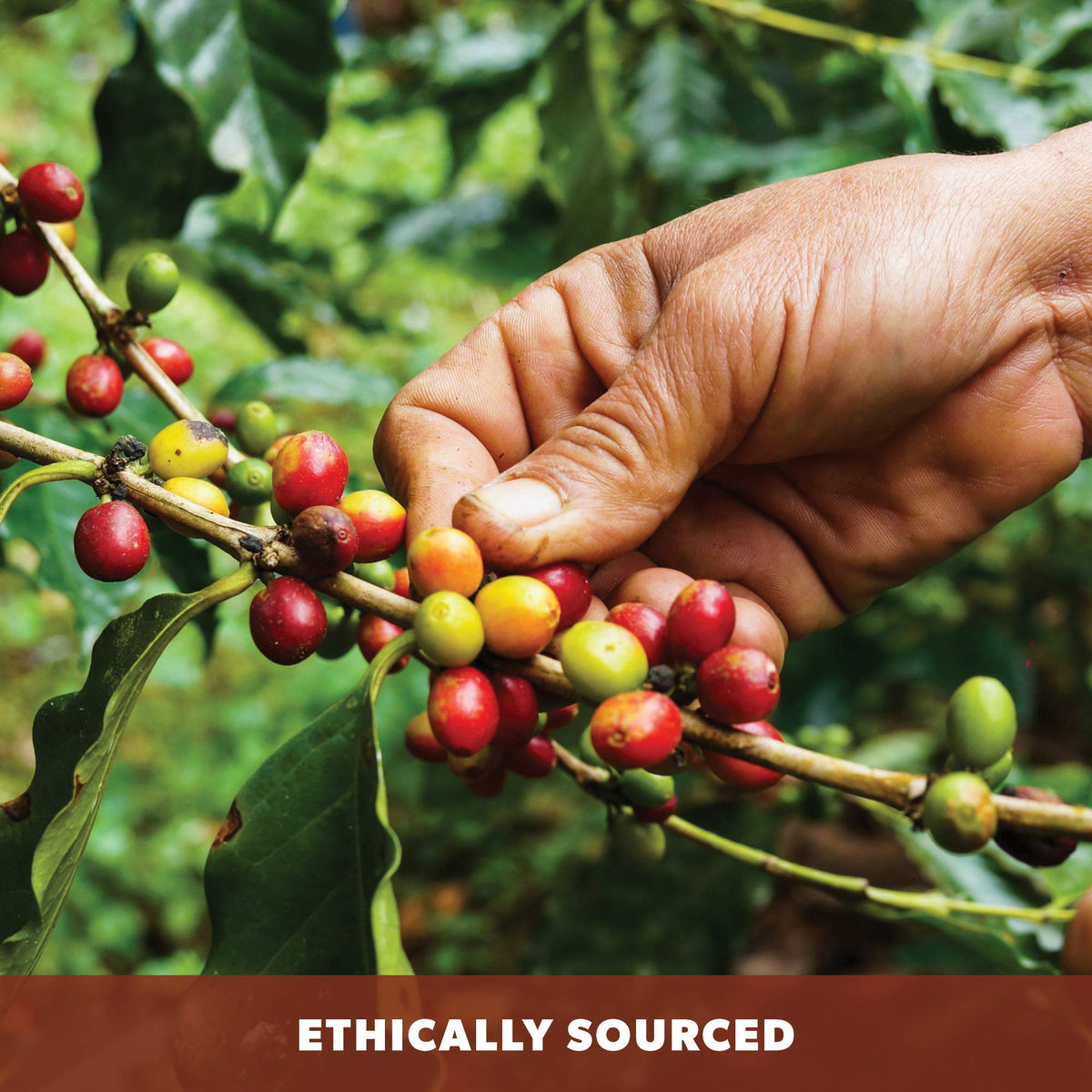 Java Planet Low Acid Organic Coffee – Coconut & Hazelnut, 1LB | Smithsonian Bird Friendly