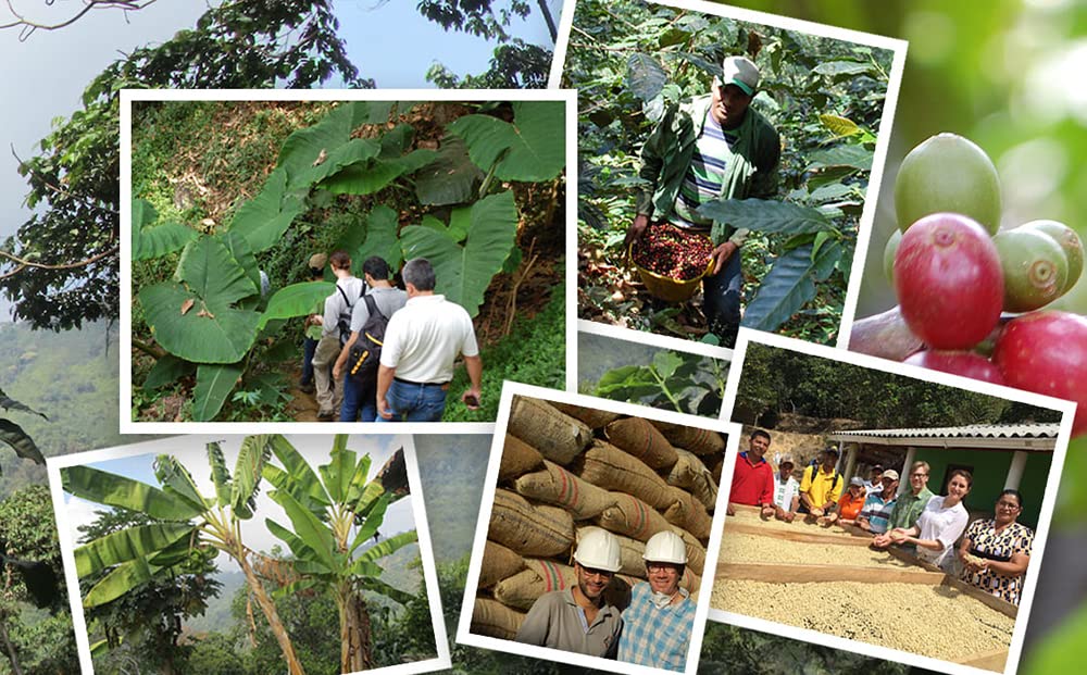 Jim’s Organic Coffee – Colombian Single Origin, Medium Roast, Whole Bean, 5 lb