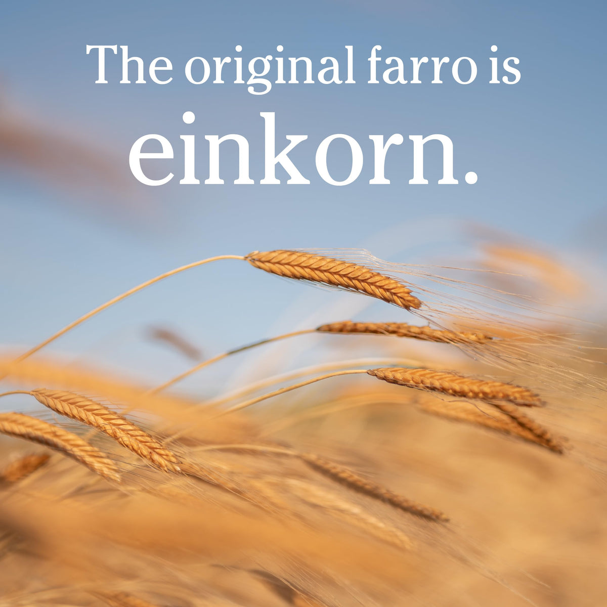 Jovial Einkorn 100% Organic Wheat Berries – 16 oz x 3 Pack, Non-GMO, Product of Italy