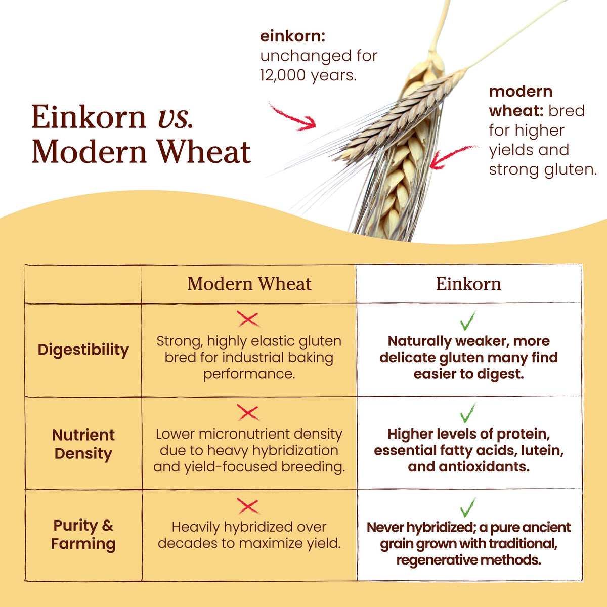 Jovial Organic Einkorn Flour, 32 oz (2 Pack) – Premium Ancient-Grain Baking