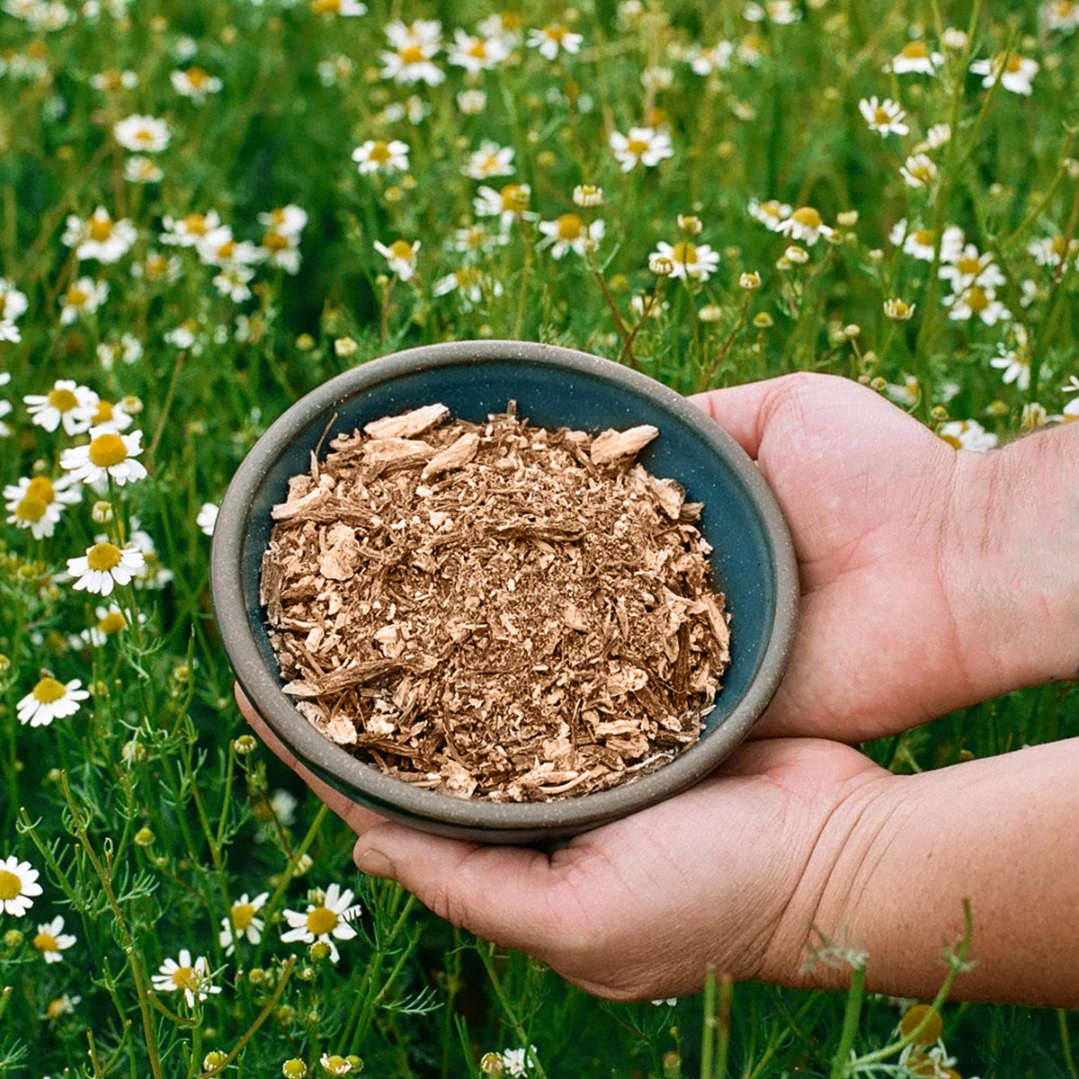 Jovvily Angelica Root – 1 lb Cut & Sifted Herbal Tea
