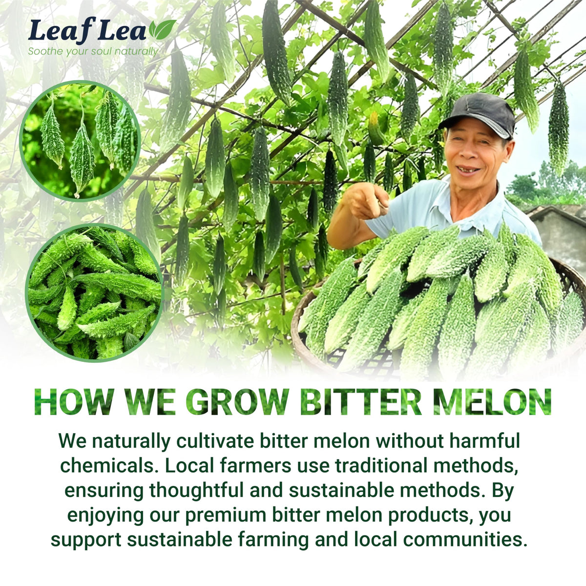 LeafLea 80 Bitter Melon Tea Bags (2-Pack) – Premium Dried Bitter Melon Herbal Tea | Caffeine-Free, Sugar-Free, Vegan