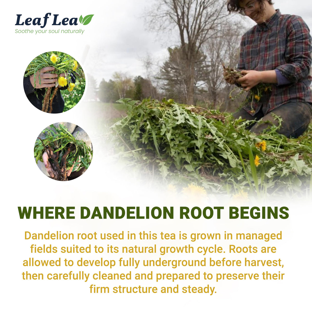 LeafLea 80 Dandelion Tea Bags – All Natural Dandelion Root Tea, Caffeine-Free, 2-Pack