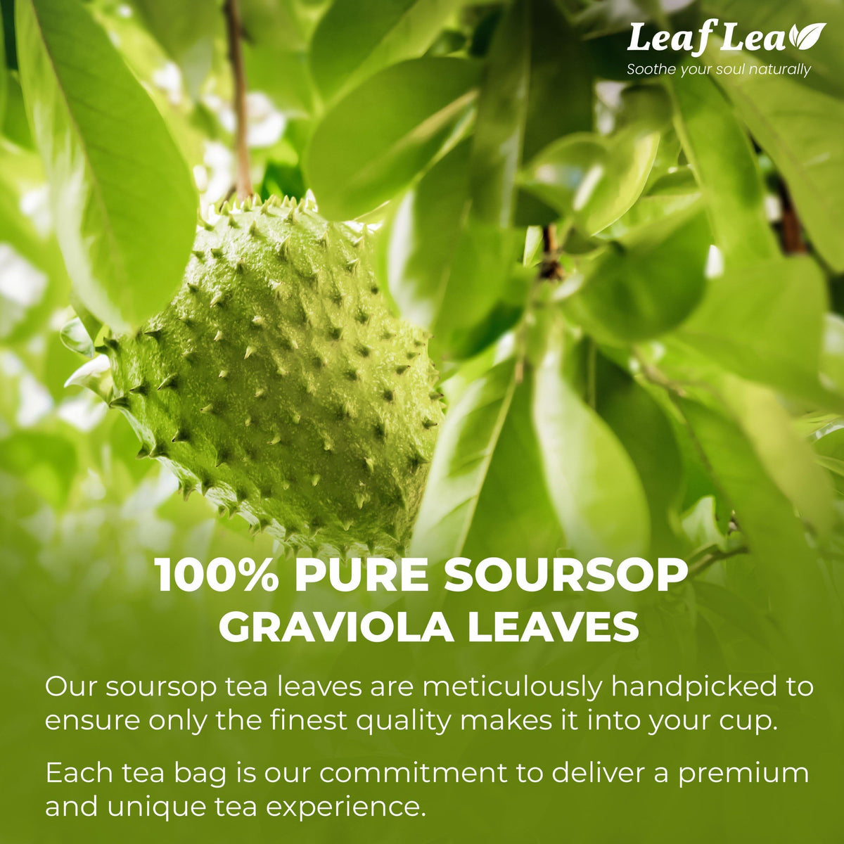 LeafLea 120 Soursop Tea Bags – 100% Pure Graviola Leaves, Caffeine-Free Herbal Tea, Non-GMO, Pack of 3