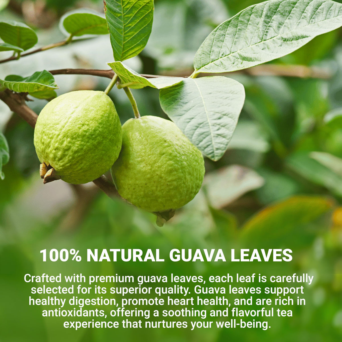 LeafLea Guava Leaf Tea – 80 Fresh-Sealed Tea Bags, Caffeine-Free Digestive Support & Immune Balance