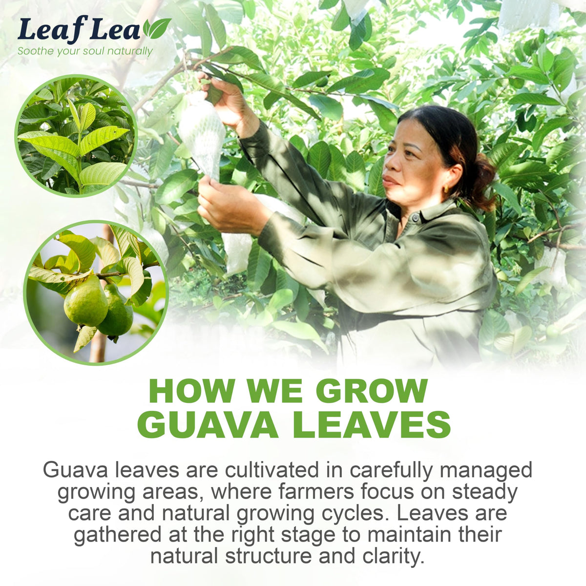 LeafLea Guava Leaf Tea – 80 Fresh-Sealed Tea Bags, Caffeine-Free Digestive Support & Immune Balance