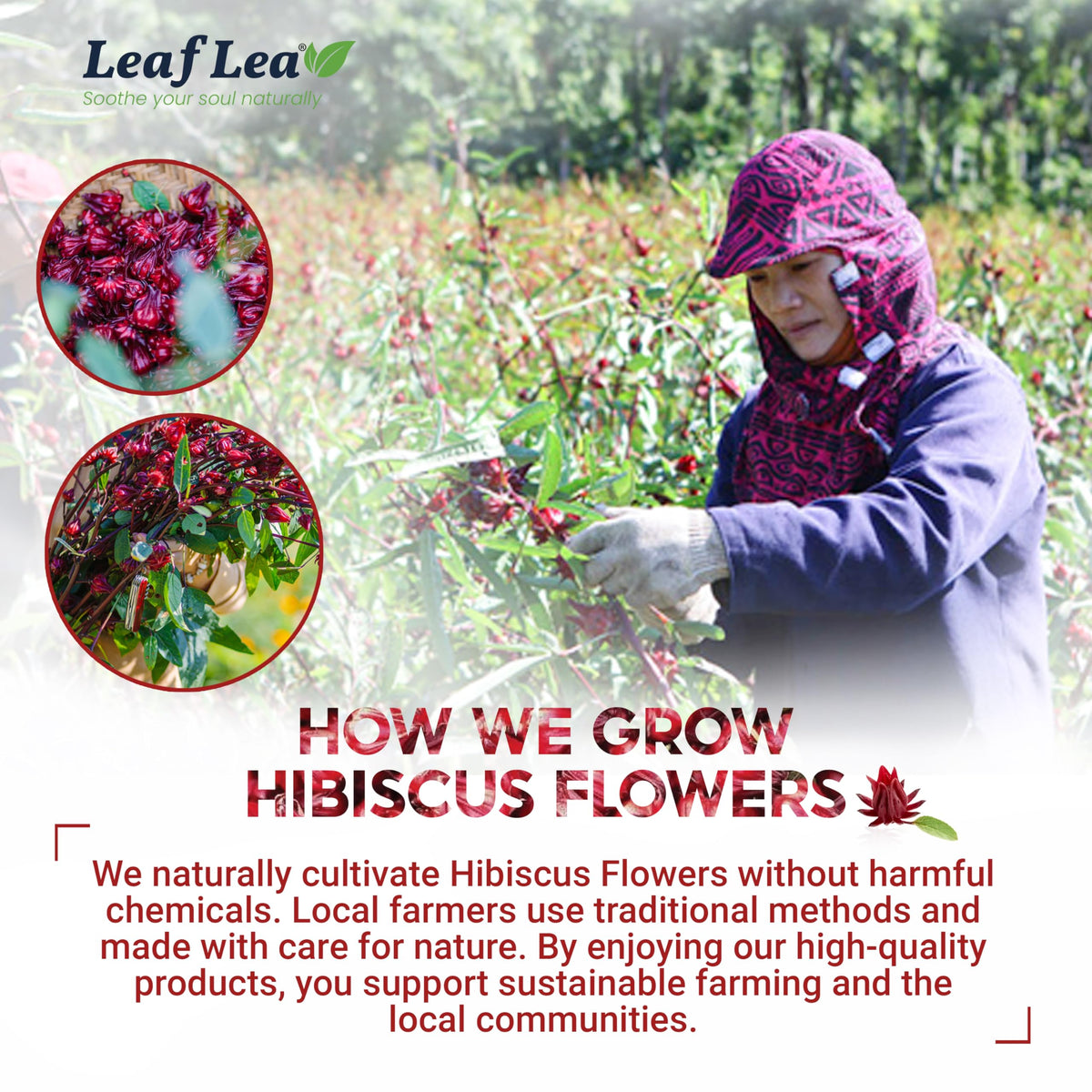 LeafLea Hibiscus Tea Bags (80 Count) – 100% Natural Hibiscus Flowers, Caffeine-Free, Sugar-Free, Non-GMO, Gluten-Free, Vegan (Pack of 2)