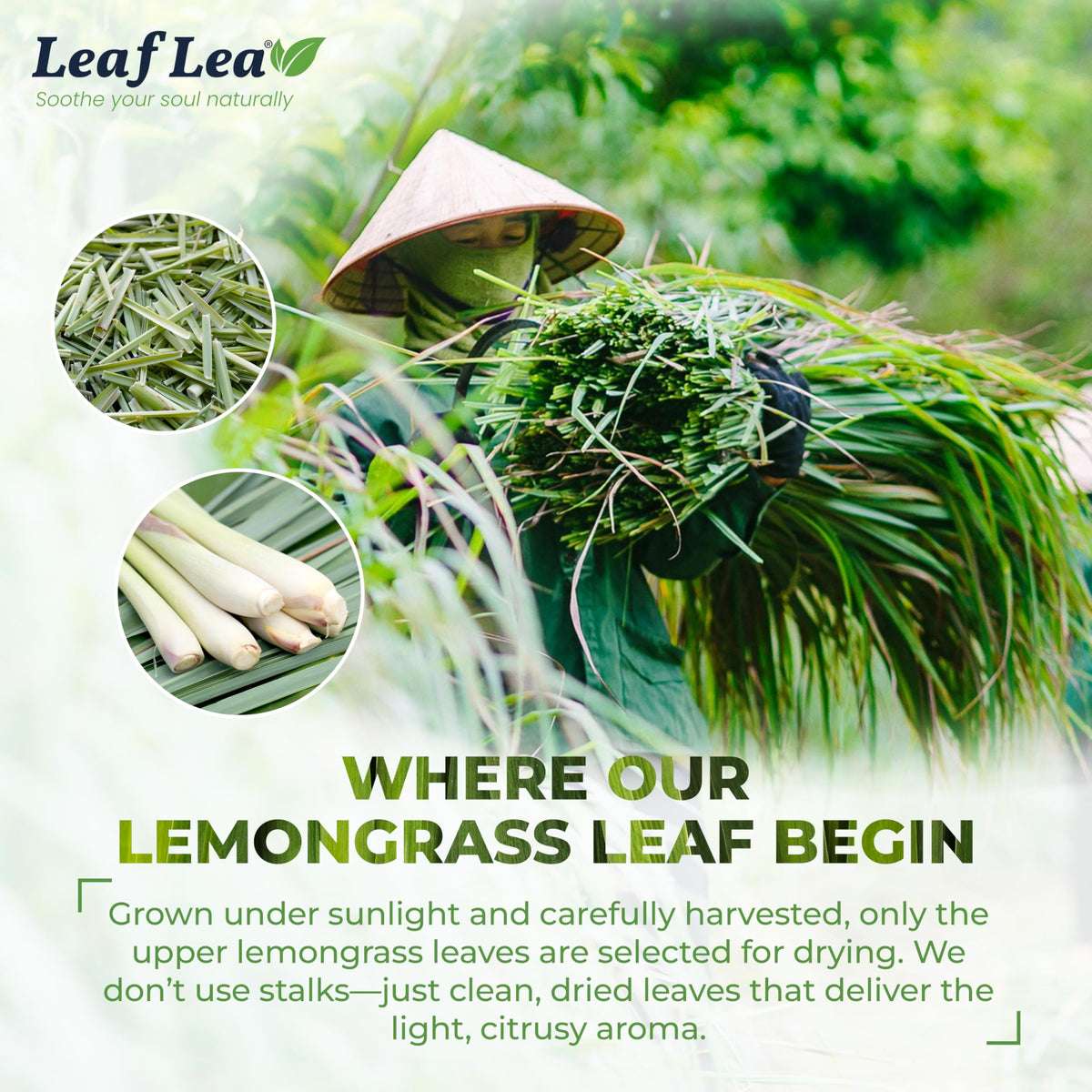LeafLea 80 Premium Lemongrass Tea Bags – 100% Lemongrass, Caffeine-Free, Ind idually Wrapped