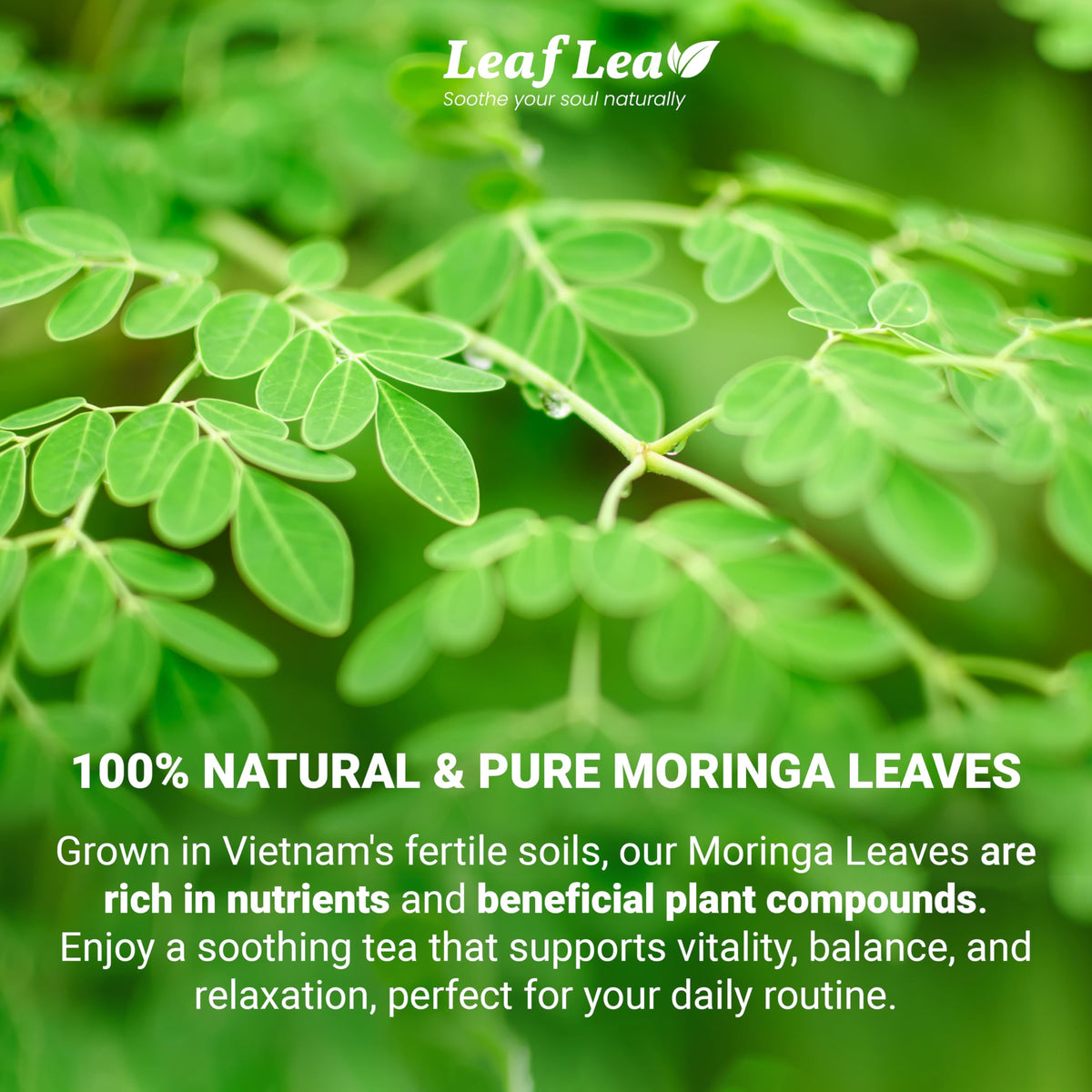 LeafLea Moringa Tea Bags - 80 Bags, Caffeine-Free Herbal Tea (Pack of 2)