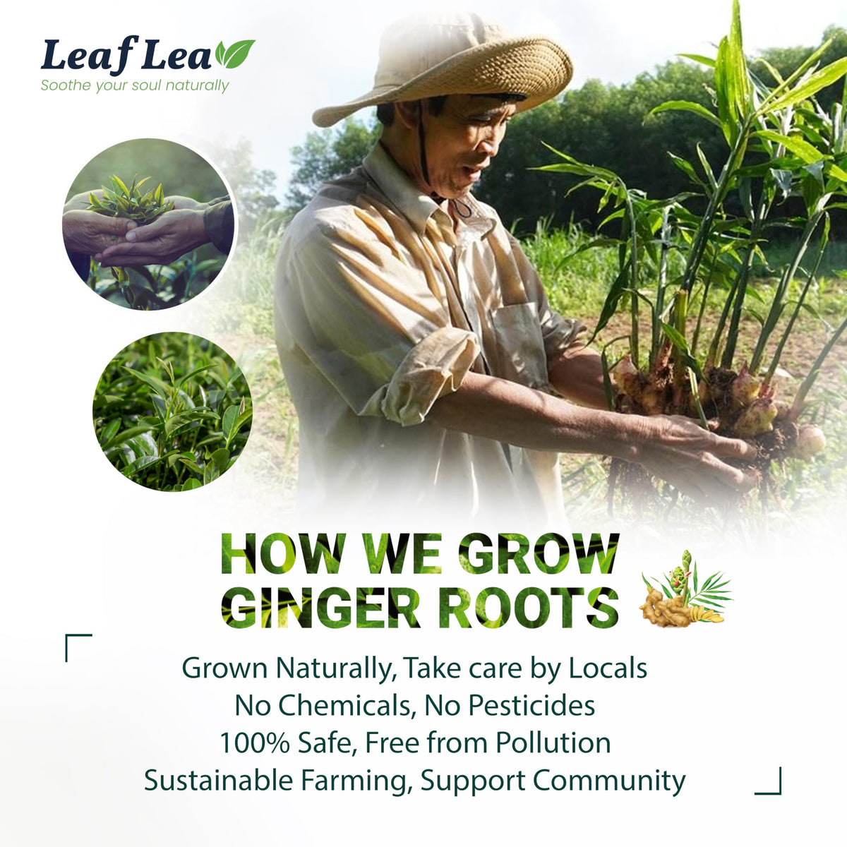 LeafLea Ginger Green Tea – 80 Bags (2 Packs) | Low Caffeine, Gluten-Free
