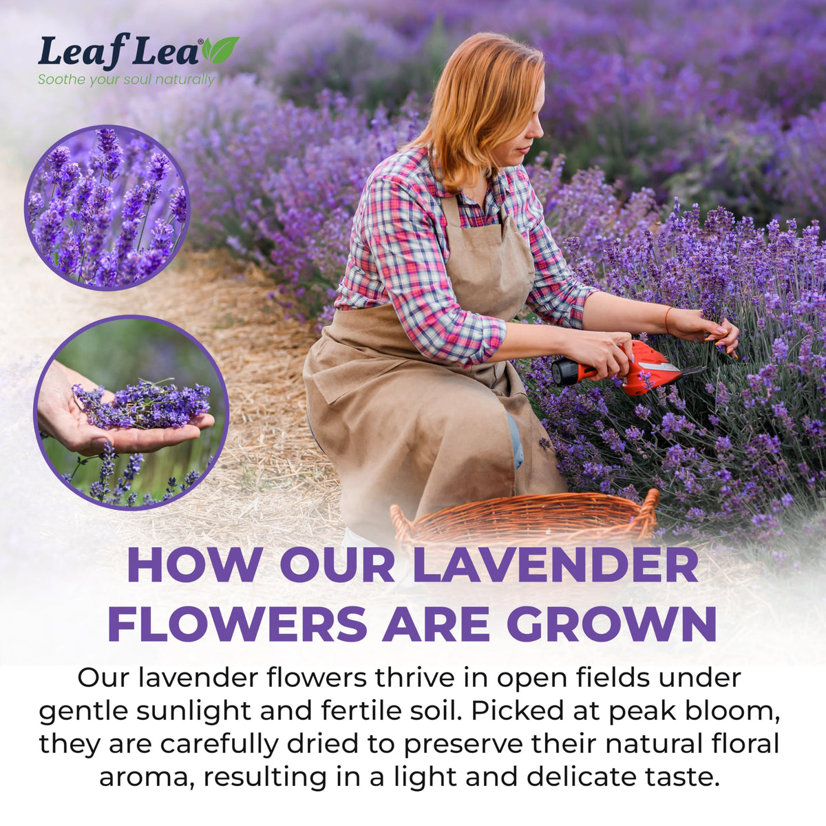 LeafLea 80 Premium Lavender Tea Bags – 100% Natural Lavender, Caffeine-Free, Nighttime Comfort