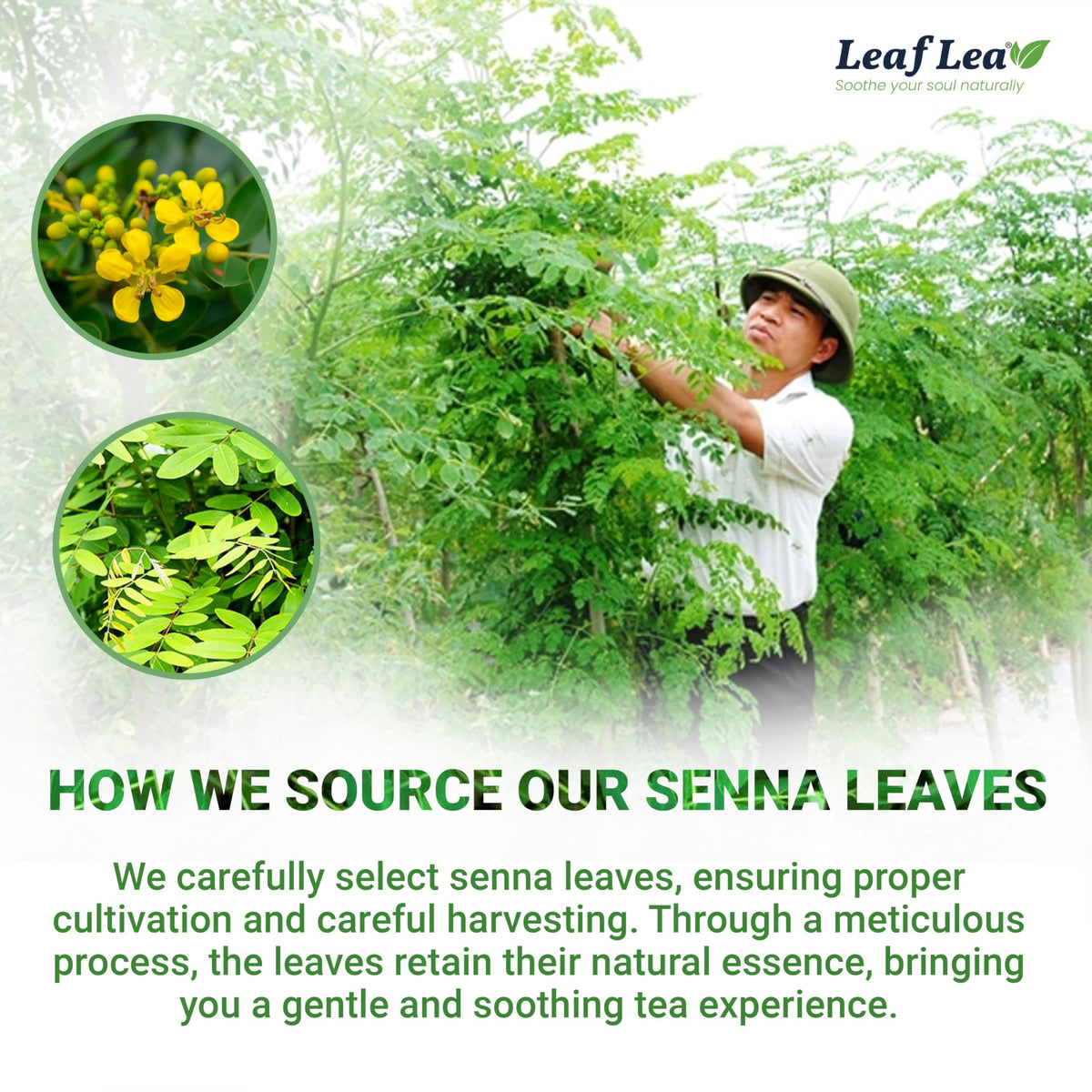 LeafLea 80 Senna Leaf Tea Bags – Natural Herbal Tea for Gentle Digestive Support