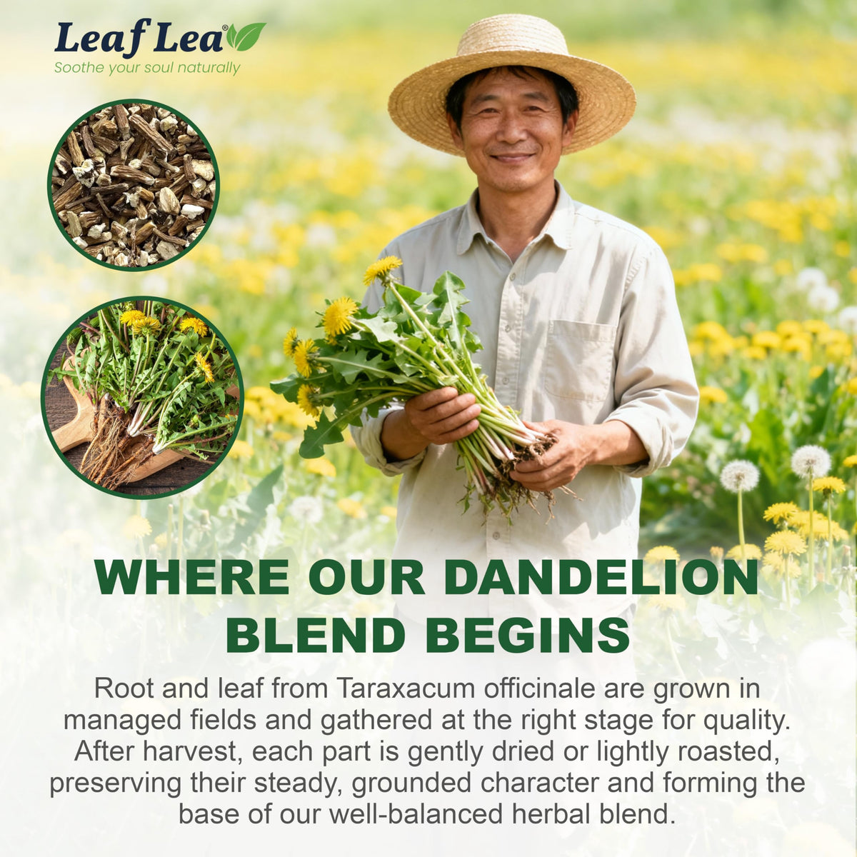 LeafLea 80 Dandelion Root & Leaf Tea Bags – Caffeine-Free, Vegan (2 Pack)