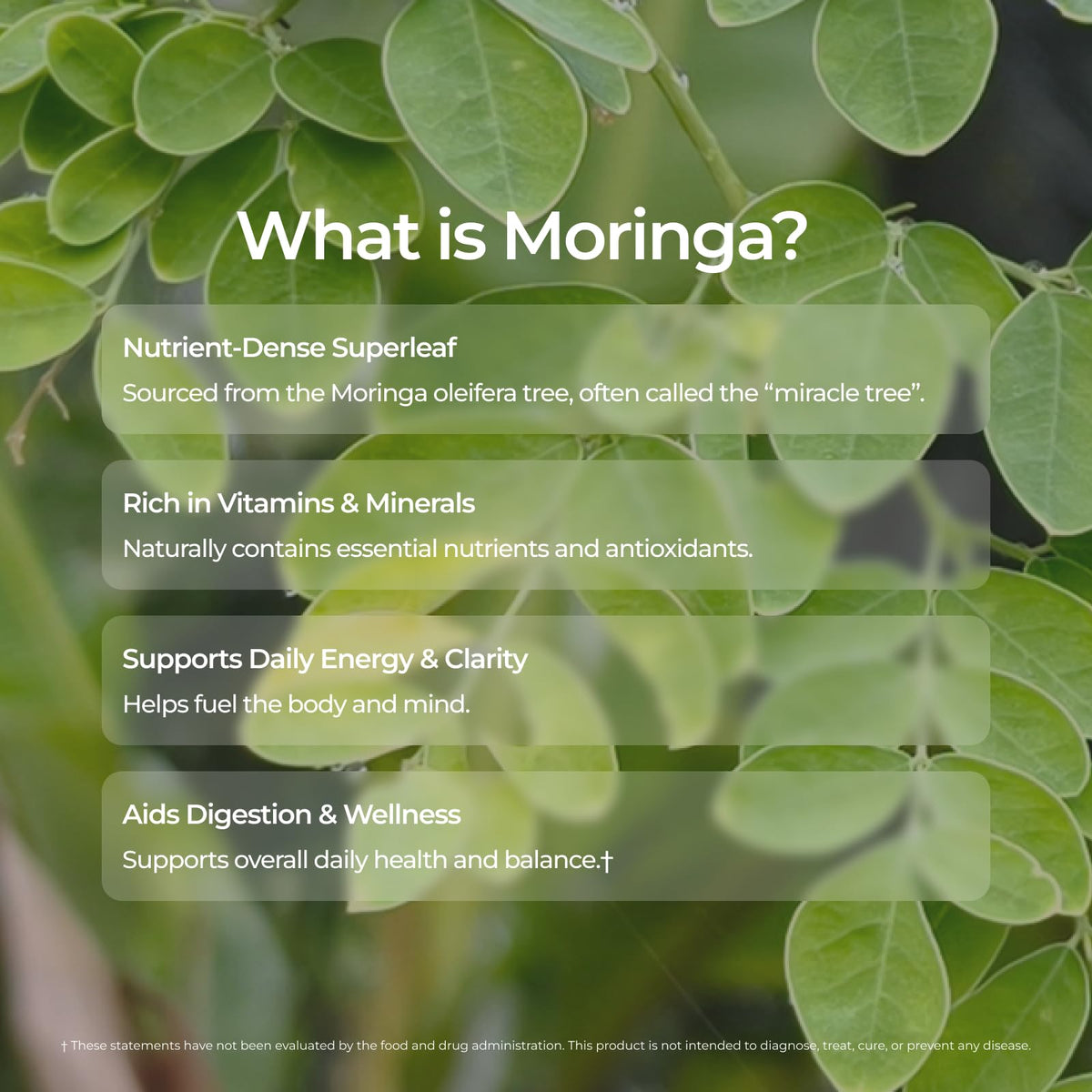Livingood Daily Coffee with Moringa – Ground Medium Roast, 12oz, Organic & Vegan