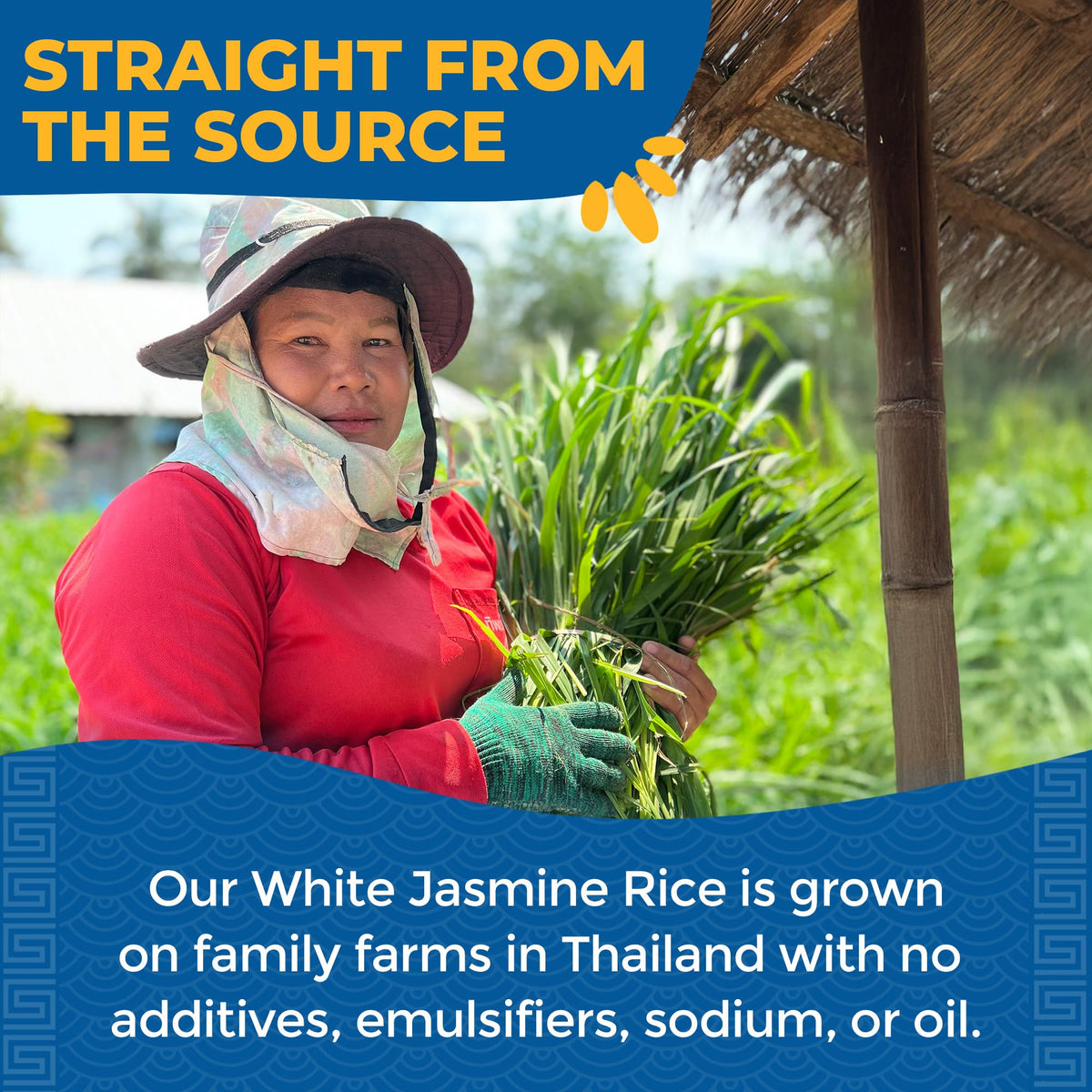 Lotus Foods Organic White Jasmine Rice Heat & Eat Pouch – Gluten Free, Non-GMO, 8 oz Pack of 6