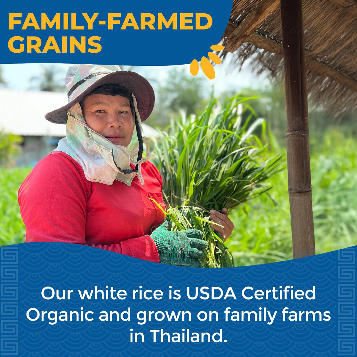 Lotus Foods Organic White Jasmine Rice – Gluten Free, USDA Organic, Vegan, 30 oz (Pack of 6)