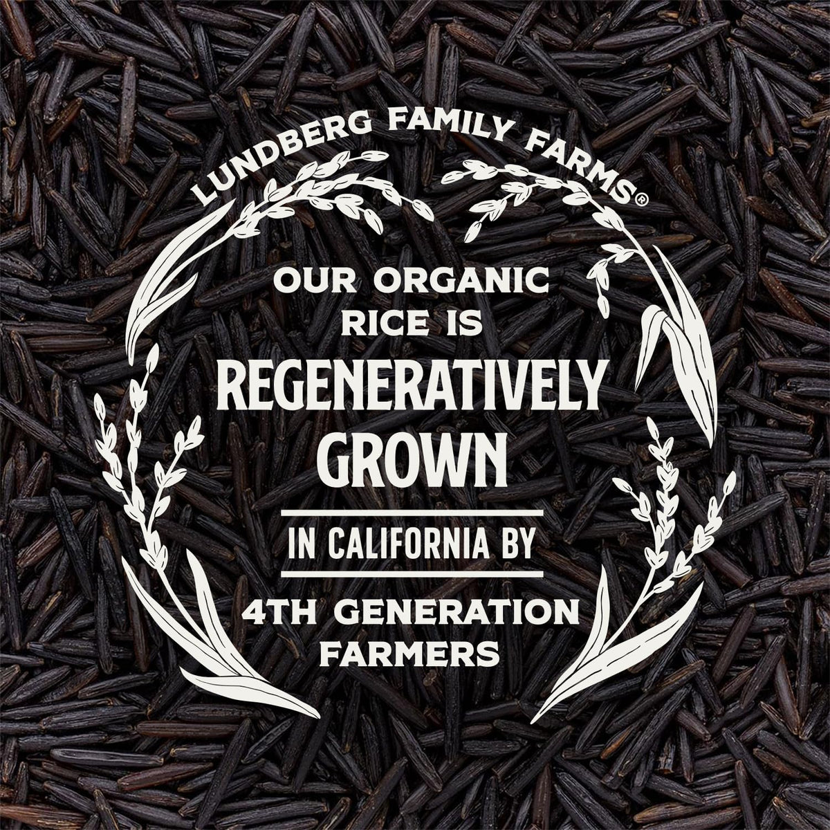 Lundberg Wild Rice – Regenerative Organic Certified, 3-Pack (8 oz each) – California-Grown, 100% Whole Grain