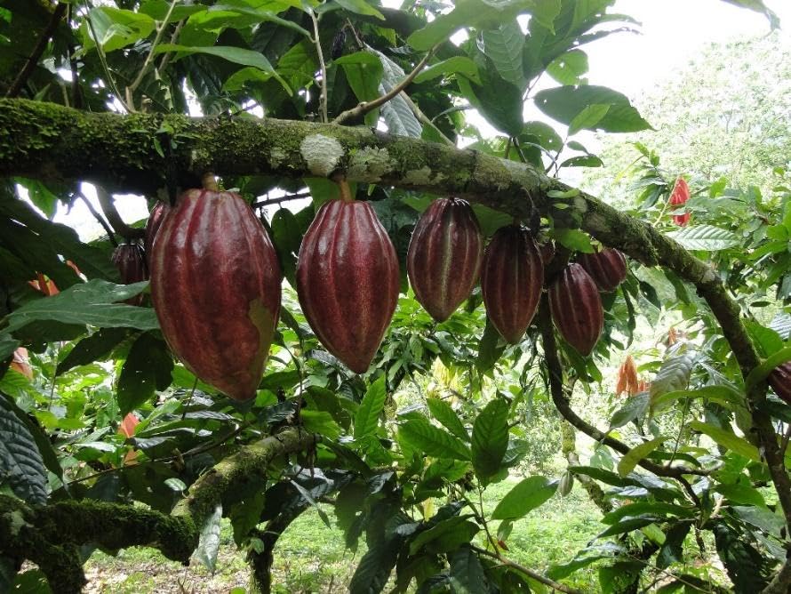 Mana Cacao – 100% Ceremonial Cacao Paste, Costa Rica, Small-Batch, Full-Fat