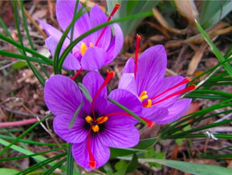 50 Jumbo Saffron Crocus Sativus Corms (9 cm) – Planting Instructions Included | Marde Ross & Company