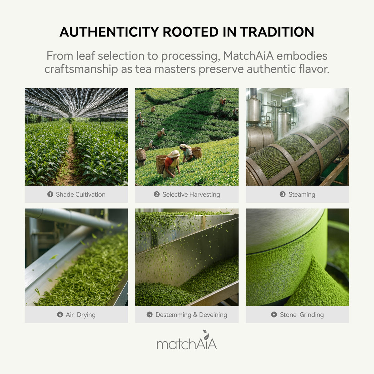 MatchAiA Organic Matcha Green Tea Powder – Premium Culinary Grade, USDA Certified, 350g Tin