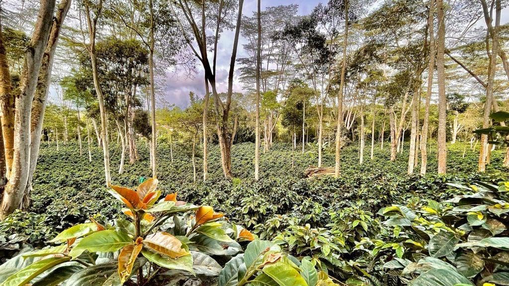 Mesa de los Santos Café – Premium Colombian Ground Coffee, Medium Roast, 16 oz | Organic & Bird Friendly