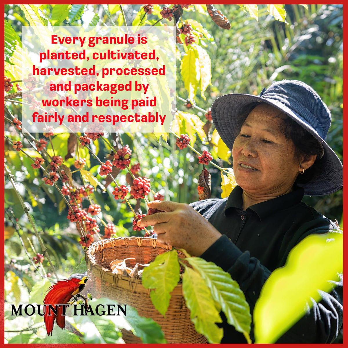 Mount Hagen Organic Freeze-Dried Instant Coffee — Medium Roast Arabica, Fair-Trade & Resealable Pouch