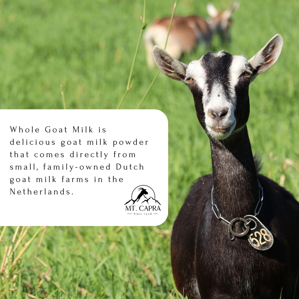 Mt Capra Whole Goat Milk Powder — Non-GMO, Grass-Fed, Easy to Digest | 1 lb, 16 Servings