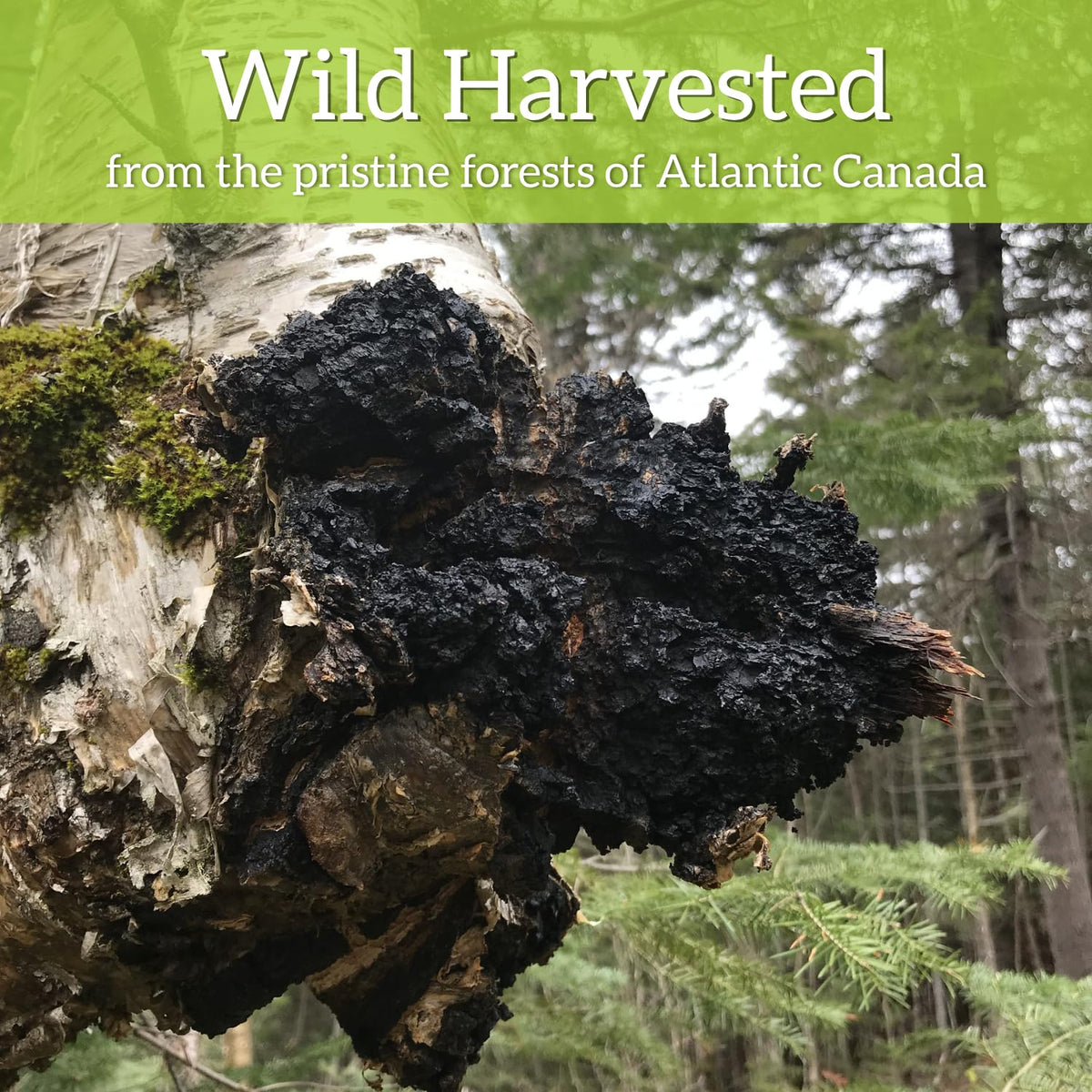 My Berry Organic Chaga Fine Powder — Wild-Harvested from Atlantic Canada (4 oz) | Caffeine-Free