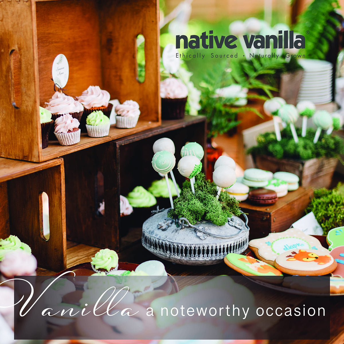 Native Vanilla: 25 Organic Madagascar Vanilla Beans – Gourmet Grade A Premium Vanilla Pods for Baking, Extracts & More